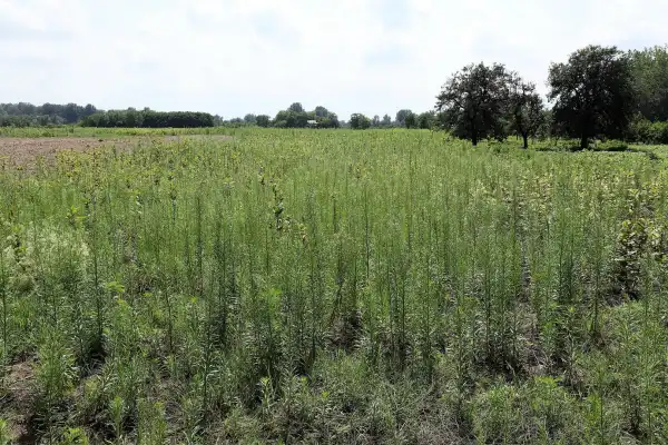 Eladó Építési telek, Zsombó 1800 m² 1 M Ft