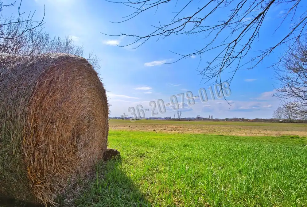 Csongrád megye - Forráskút