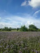 Csongrád megye - Mórahalom