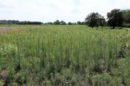 Eladó telek, Zsombó 1800 m² 1 M Ft