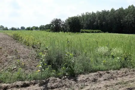 Eladó telek, Zsombó 1800 m² 1 M Ft